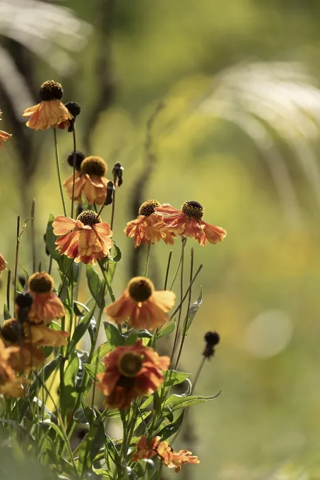 Gerahmter Druck : Sonnenblume (Helenium autumnale) Gerahmter Druck : Sonnenblume (Helenium autumnale)