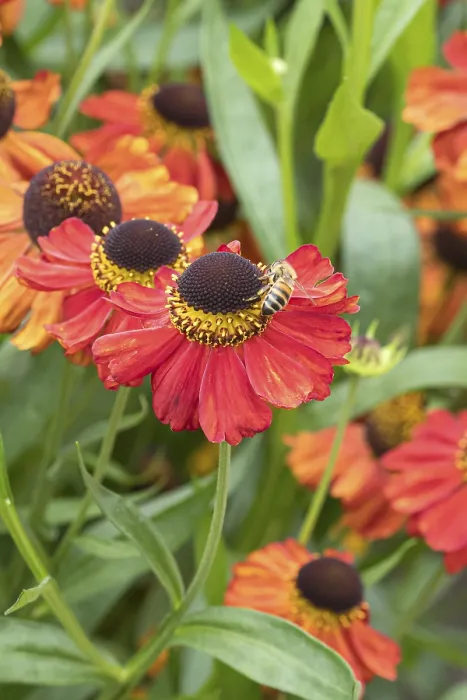 Gerahmter Druck : Sonnenblume (Helenium Meranti')