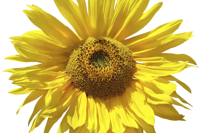 Gerahmter Druck : Sonnenblume Isoliert. Gerahmter Druck : Sonnenblume Isoliert.