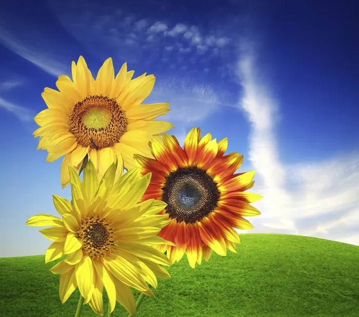 Gerahmter Druck : Sonnenblumenlandschaft Gerahmter Druck : Sonnenblumenlandschaft