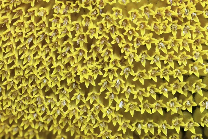 Gerahmter Druck : Sonnenblume, Makro-Schuss, Fokus-Stacking, Deutschland Gerahmter Druck : Sonnenblume, Makro-Schuss, Fokus-Stacking, Deutschland