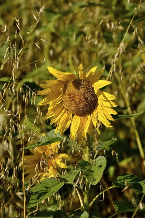Gerahmter Druck : Sonnenblume im Weizenfeld. Gerahmter Druck : Sonnenblume im Weizenfeld.