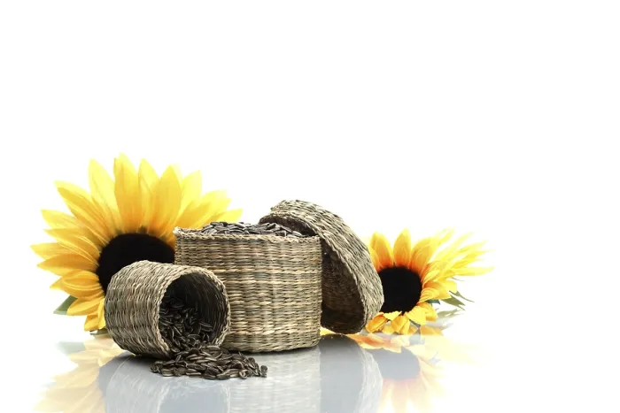 Gerahmter Druck : Sonnenblumenkerne Gerahmter Druck : Sonnenblumenkerne