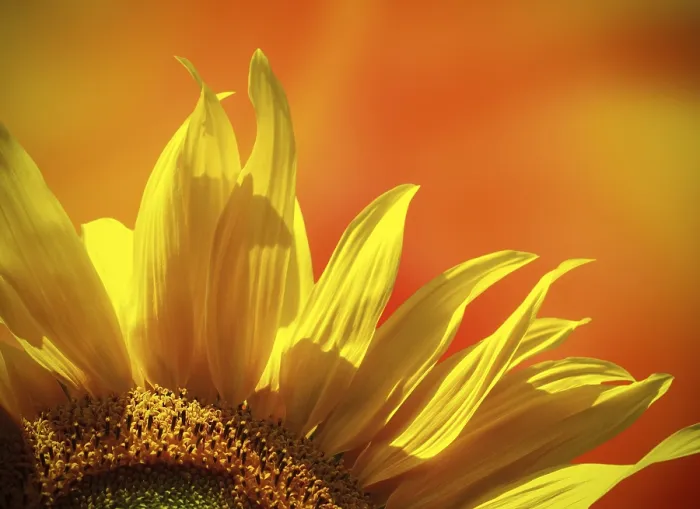 Gerahmter Druck : Sonnenblume am Sonnenuntergang. Gerahmter Druck : Sonnenblume am Sonnenuntergang.