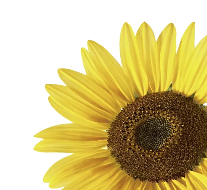 Gerahmter Druck : Sonnenblume über weiß. Gerahmter Druck : Sonnenblume über weiß.