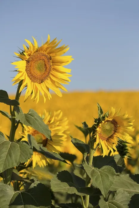 Gerahmter Druck : Sunflowers Gerahmter Druck : Sunflowers