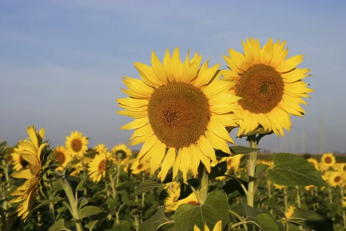 Gerahmter Druck : Sunflowers Gerahmter Druck : Sunflowers