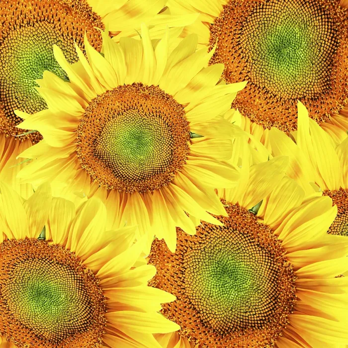 Gerahmter Druck : Sunflowers Gerahmter Druck : Sunflowers