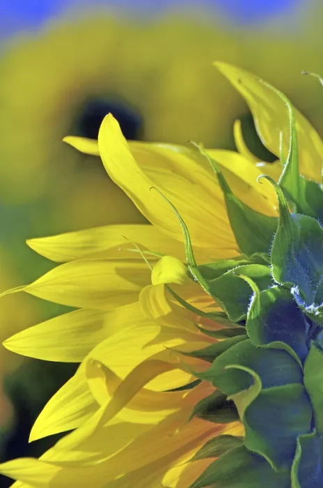 Gerahmter Druck : Sunflowers Gerahmter Druck : Sunflowers