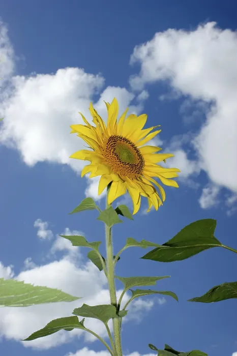 Gerahmter Druck : Sunflowers Gerahmter Druck : Sunflowers