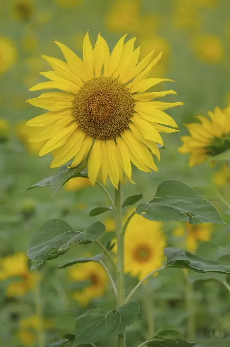 Gerahmter Druck : Sunflowers Gerahmter Druck : Sunflowers