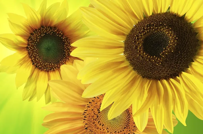 Gerahmter Druck : Sonnenblumenhintergrund Gerahmter Druck : Sonnenblumenhintergrund