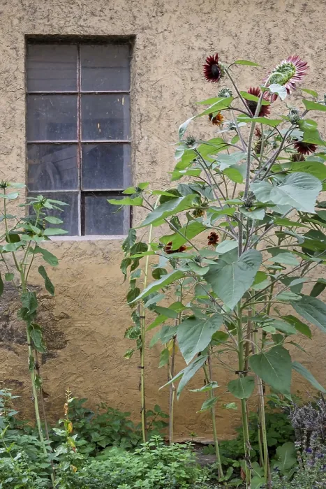 Gerahmter Druck : Sonnenblumen vor einem Scheunenfenster. Gerahmter Druck : Sonnenblumen vor einem Scheunenfenster.