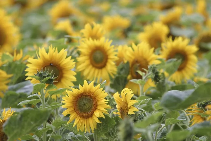 Gerahmter Druck : Sonnenblumen im Feld. Gerahmter Druck : Sonnenblumen im Feld.