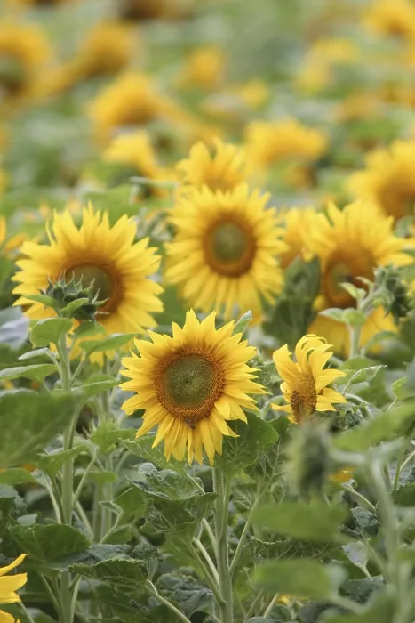 Gerahmter Druck : Sonnenblumen im Feld. Gerahmter Druck : Sonnenblumen im Feld.
