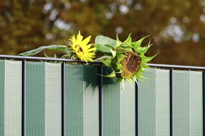 Gerahmter Druck : Zwei Sonnenblumen, Deutschland. Gerahmter Druck : Zwei Sonnenblumen, Deutschland.