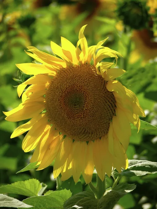 Gerahmter Druck : Sonnenblumen, Single. Gerahmter Druck : Sonnenblumen, Single.