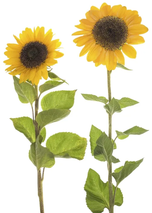 Gerahmter Druck : Sonnenblumen auf einem weißen Hintergrund. Gerahmter Druck : Sonnenblumen auf einem weißen Hintergrund.
