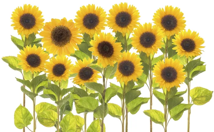 Gerahmter Druck : Sonnenblumen auf einem weißen Hintergrund. Gerahmter Druck : Sonnenblumen auf einem weißen Hintergrund.