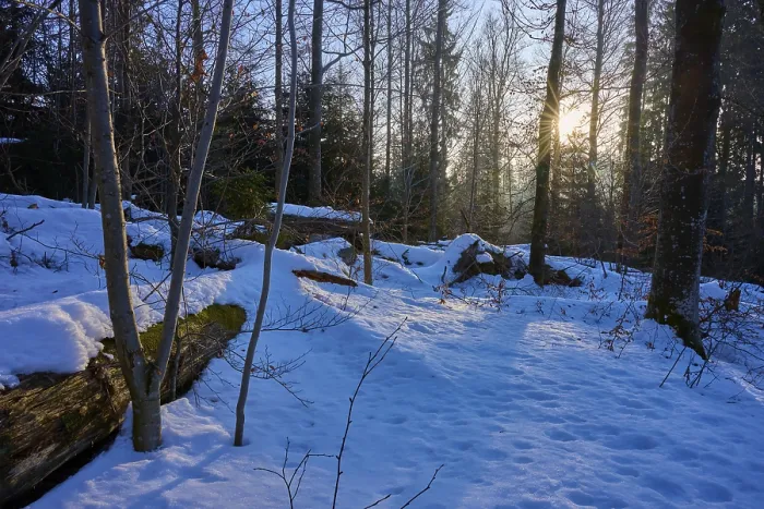 Gerahmter Druck : Die Sonne bricht durch die Bäume in einer winterlichen Waldlandschaft. Gerahmter Druck : Die Sonne bricht durch die Bäume in einer winterlichen Waldlandschaft.