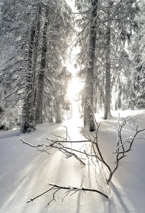 Gerahmter Druck : Sonnenlicht durch eisige Bäume in tiefem Schnee. Gerahmter Druck : Sonnenlicht durch eisige Bäume in tiefem Schnee.