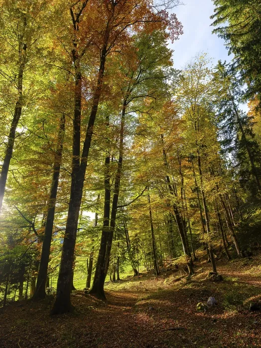 Gerahmter Druck : Sonnenlicht in Mischwald, farbig im Herbst. Gerahmter Druck : Sonnenlicht in Mischwald, farbig im Herbst.