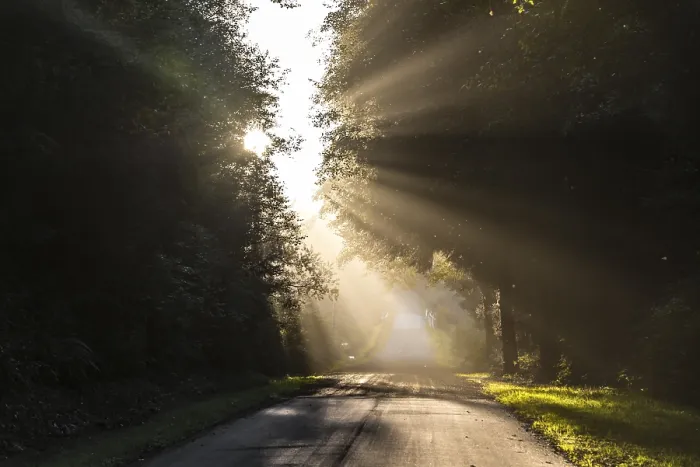 Gerahmter Druck : Die Sonne scheint durch Bäume auf einer Straße. Gerahmter Druck : Die Sonne scheint durch Bäume auf einer Straße.