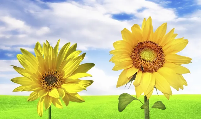 Gerahmter Druck : Sonniges Banner Gerahmter Druck : Sonniges Banner