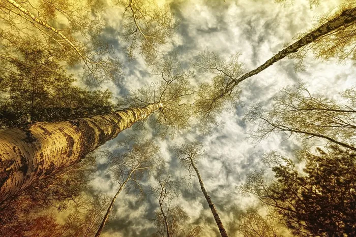 Gerahmter Druck : Sonniger Wald Gerahmter Druck : Sonniger Wald
