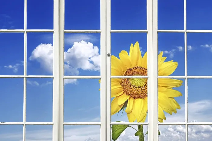 Gerahmter Druck : Sonniges Fenster Gerahmter Druck : Sonniges Fenster