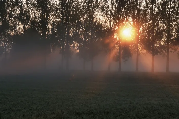 Gerahmter Druck : Sonnenschein, der durch Laubwälder schimmert. Gerahmter Druck : Sonnenschein, der durch Laubwälder schimmert.