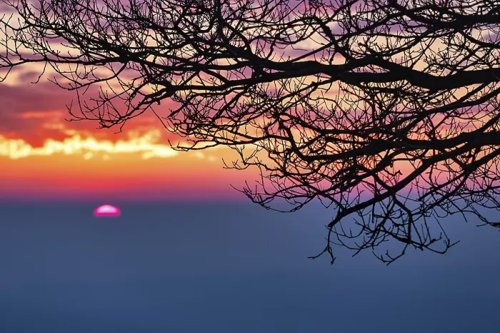 Gerahmter Druck : Sonnenuntergang hinter nackten Ästen eines Eichen. Gerahmter Druck : Sonnenuntergang hinter nackten Ästen eines Eichen.