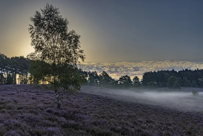 Gerahmter Druck : Sonnenaufgang in der Lüneburger Heide. Gerahmter Druck : Sonnenaufgang in der Lüneburger Heide.