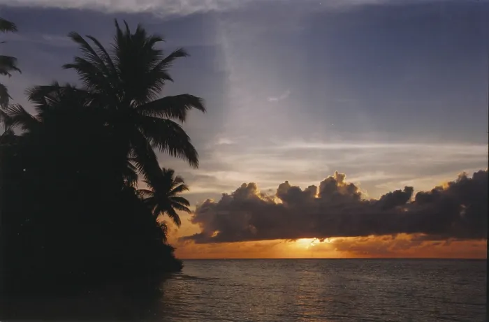 Gerahmter Druck : Sonnenuntergang Palme Gerahmter Druck : Sonnenuntergang Palme