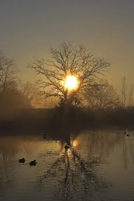Gerahmter Druck : Sonnenaufgang auf einem See mit Bäumen, Reflexion. Gerahmter Druck : Sonnenaufgang auf einem See mit Bäumen, Reflexion.