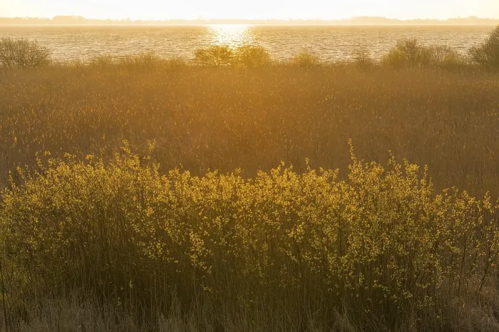 Gerahmter Druck : Sonnenuntergang am Ufer des Dummer Sees, Dummerlohhausen, Niedersachsen, Deutschland Gerahmter Druck : Sonnenuntergang am Ufer des Dummer Sees, Dummerlohhausen, Niedersachsen, Deutschland