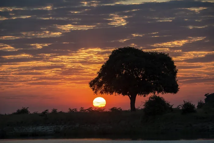Gerahmter Druck : Sonnenaufgang hinter einem Baum am Chobefluss. Gerahmter Druck : Sonnenaufgang hinter einem Baum am Chobefluss.