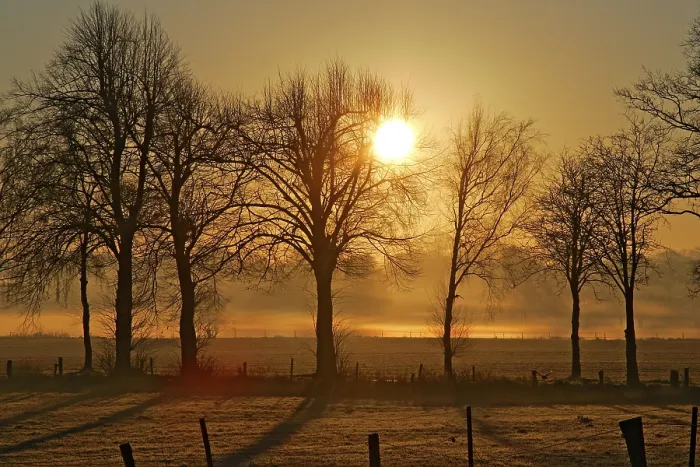 Gerahmter Druck : Sonnenaufgang im Winter hinter Bäumen. Gerahmter Druck : Sonnenaufgang im Winter hinter Bäumen.