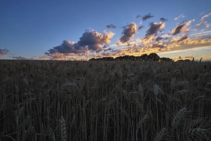 Gerahmter Druck : Sonnenuntergang über einem Maisfeld, Krefeld. Gerahmter Druck : Sonnenuntergang über einem Maisfeld, Krefeld.