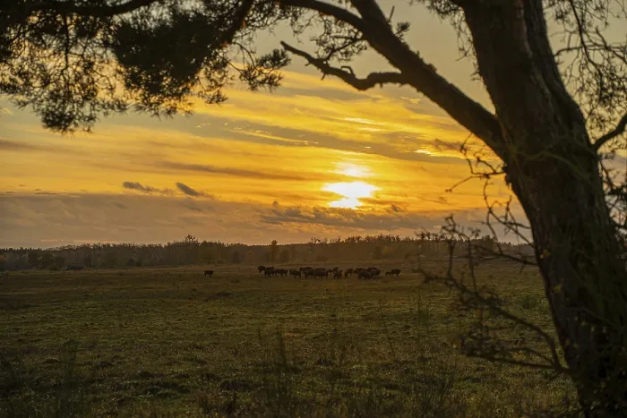 Gerahmter Druck : Sonnenuntergang in der Doberitzer Heide. Gerahmter Druck : Sonnenuntergang in der Doberitzer Heide.