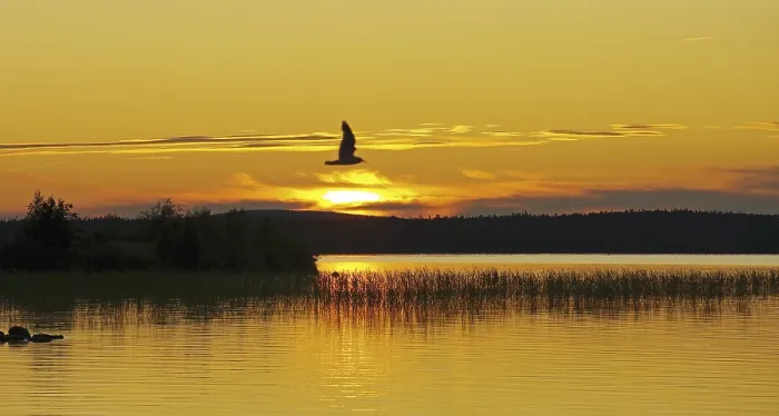 Gerahmter Druck : Sonnenuntergang am See Kanozero. Fluss Umba Gerahmter Druck : Sonnenuntergang am See Kanozero. Fluss Umba