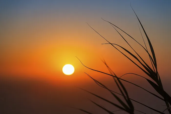 Gerahmter Druck : Sonnenuntergang hinter Blättern, Bewegungsunschärfe. Gerahmter Druck : Sonnenuntergang hinter Blättern, Bewegungsunschärfe.