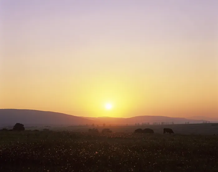 Gerahmter Druck : Sonnenuntergang über einer Wiesenlandschaft. Gerahmter Druck : Sonnenuntergang über einer Wiesenlandschaft.