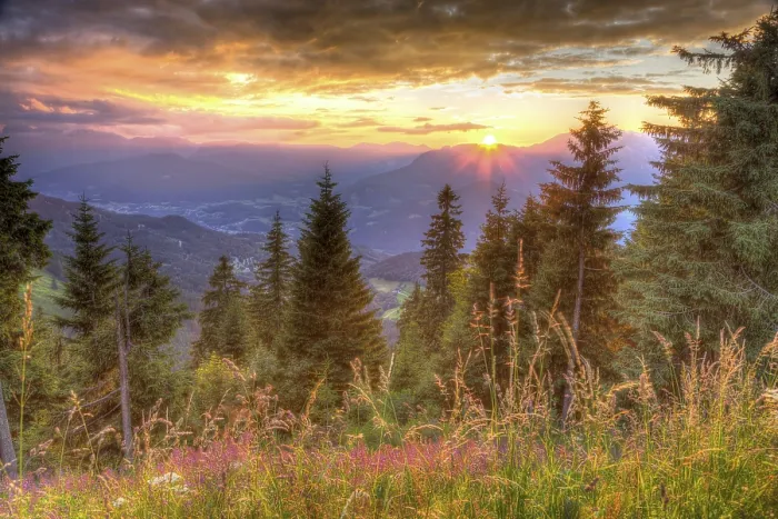 Gerahmter Druck : Sonnenuntergang hinter Bergkette, davor Fichte und Alpenwiese. Gerahmter Druck : Sonnenuntergang hinter Bergkette, davor Fichte und Alpenwiese.