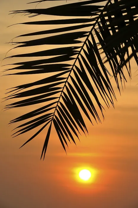 Gerahmter Druck : Sonnenuntergang hinter einem Palmenbaum, Doha. Gerahmter Druck : Sonnenuntergang hinter einem Palmenbaum, Doha.