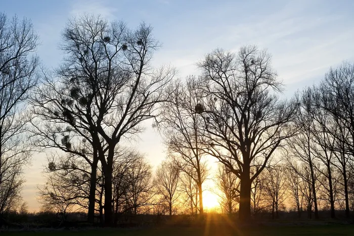 Gerahmter Druck : Sonnenuntergang hinter Pappelbäumen (Populus spp) Gerahmter Druck : Sonnenuntergang hinter Pappelbäumen (Populus spp)