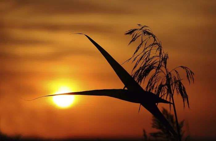 Gerahmter Druck : Sonnenuntergang mit Schilf. Gerahmter Druck : Sonnenuntergang mit Schilf.