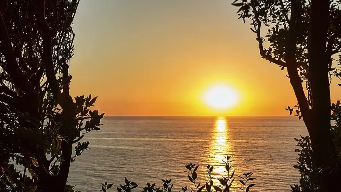 Gerahmter Druck : Sonnenuntergang hinter Bäumen am Meer. Gerahmter Druck : Sonnenuntergang hinter Bäumen am Meer.