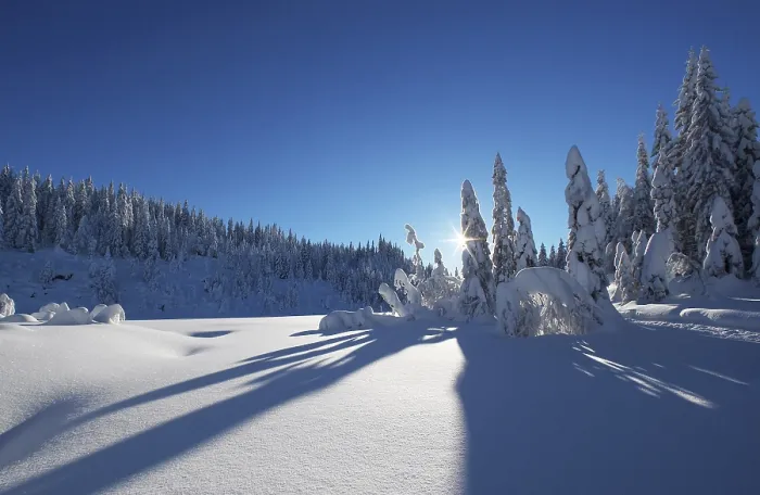 Gerahmter Druck : Sonnenschein in Nordmarka.