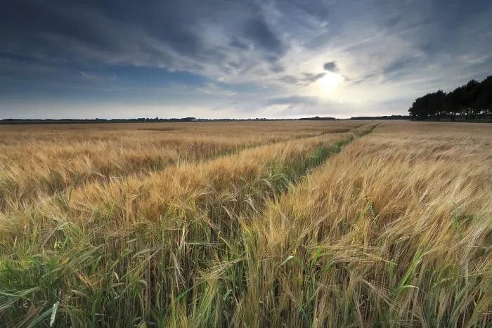 Gerahmter Druck : Sonnenschein über Weizenfeld im Sommer. Gerahmter Druck : Sonnenschein über Weizenfeld im Sommer.